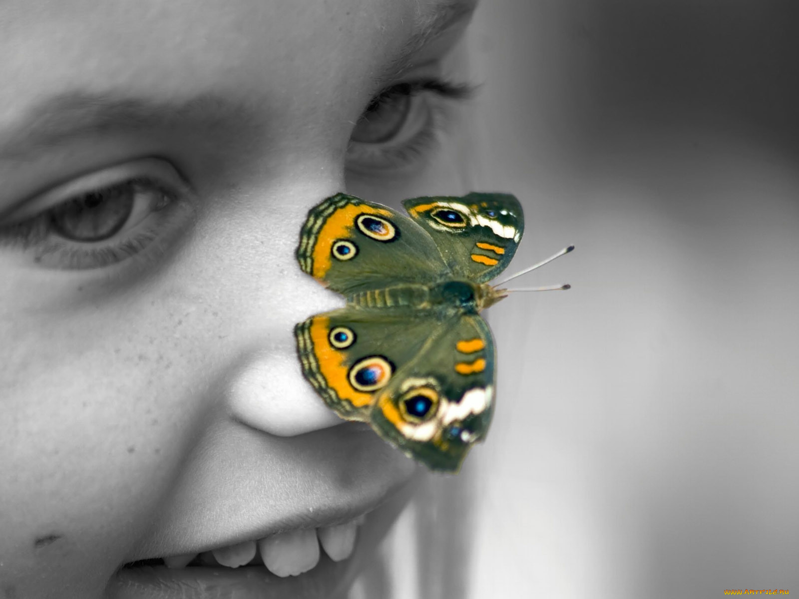 butterfly, , 